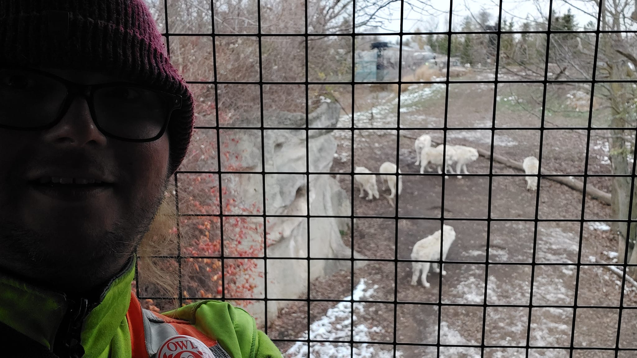 A man wearing a red toque and a high visibility winter coat stands in front of an arctic wolf enclosure, the wolves are playing like dogs might